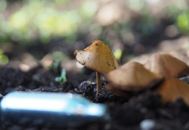 Lattergas: Fra festens sjov til farlig afhængighed