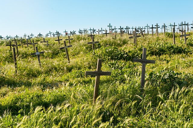 Fra aske til træ: Miljøvenlige alternativer til den traditionelle begravelse